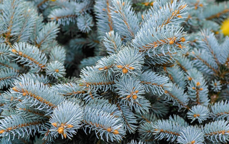 steams of the Dwarf Globe Blue Spruce
