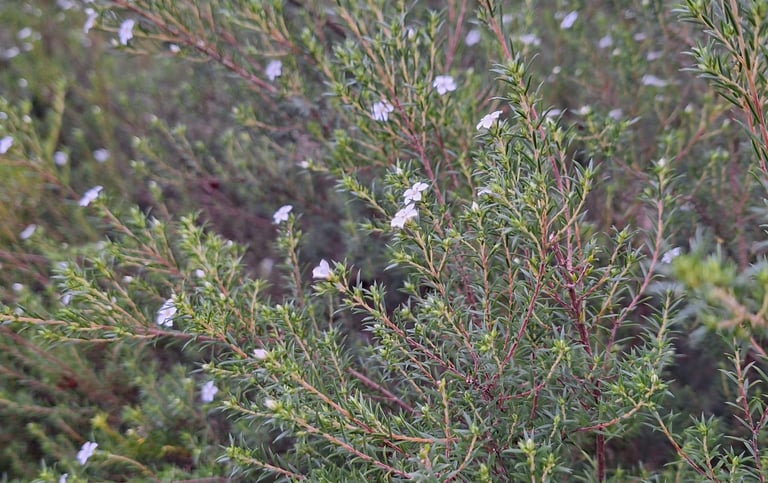 an annual bush with small white flowers