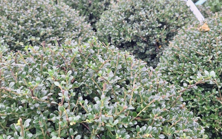 multiple small Boxwoods perfect for housefronts