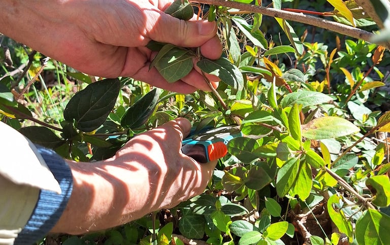 a person that is pruning a bush