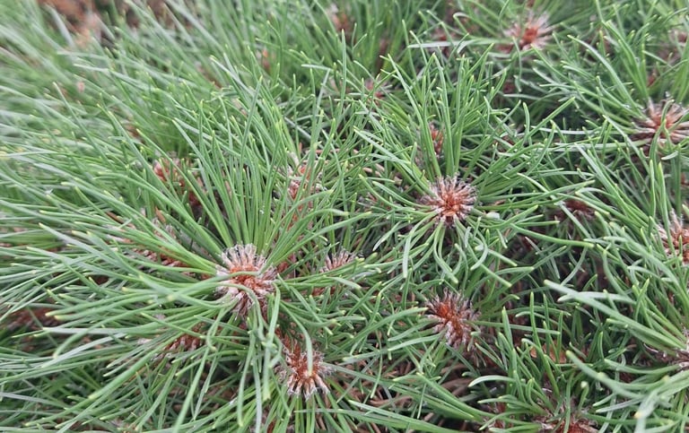Dwarf Mountain Pines long green pines