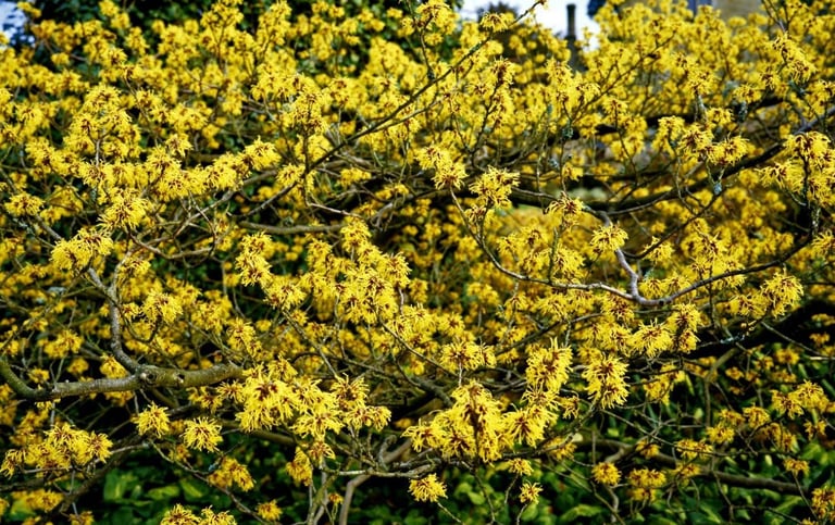 a large Wich Hazel bush with yellow flowers