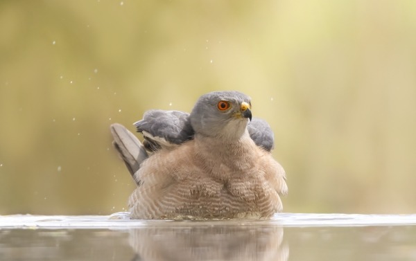 Shikra bathing in the water | Birding Adventures Gambia