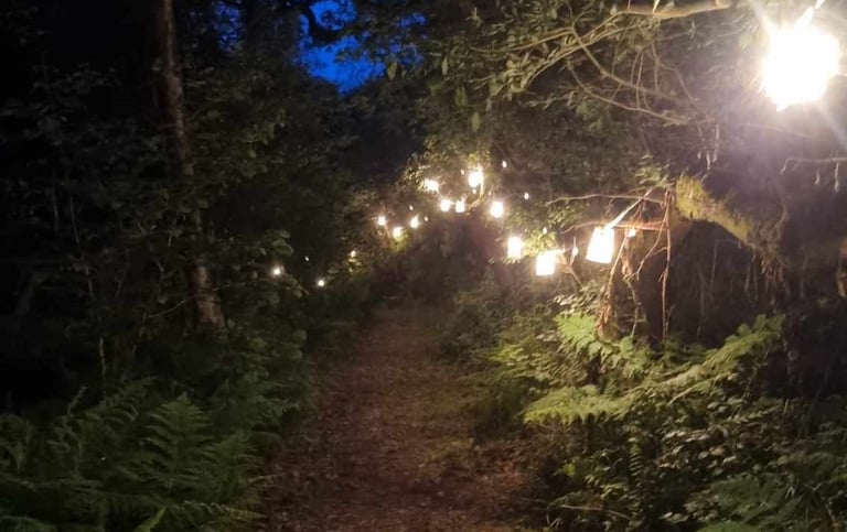 Magical lights light a path through a temperate rainforest. 