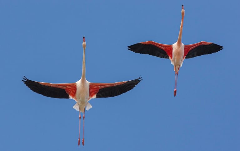 Two pink greater flamingos flying with outstretched wings against a clear blue sky background.