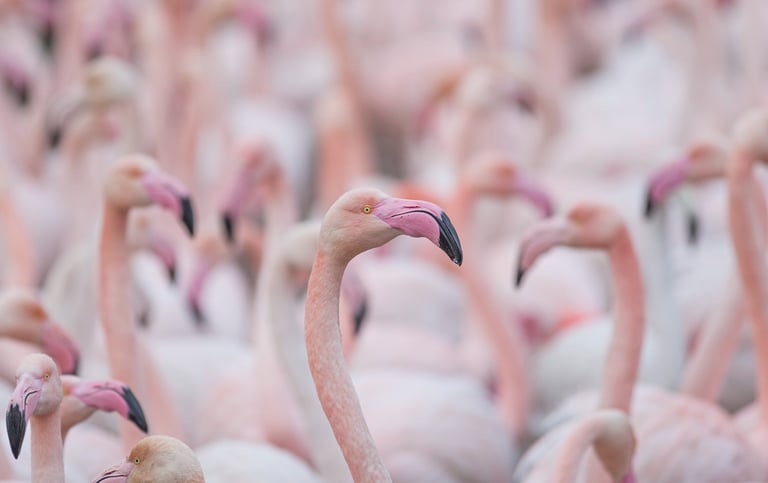 a large group of flamingos standing in a field