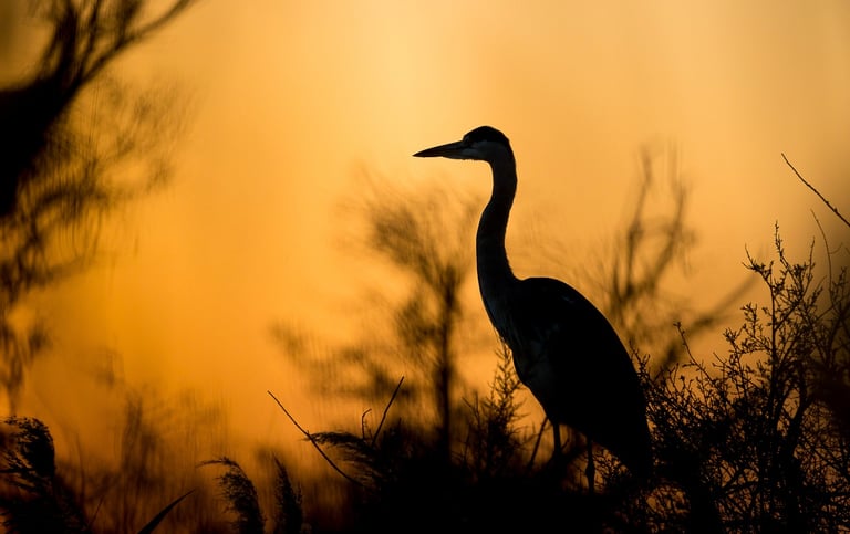 Silhouette of a Grey Heron perched in marsh grass during a vibrant orange sunset.