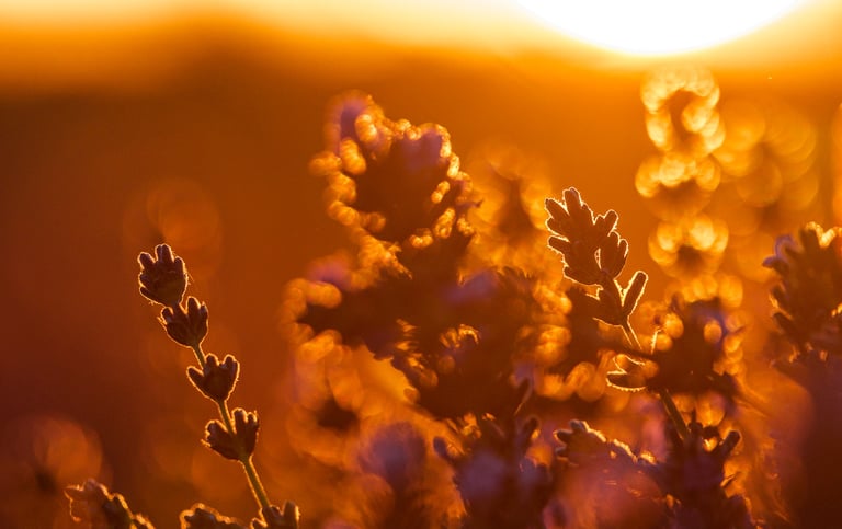 Close-up of lavender flowers in a field during a golden sunset with warm bokeh lighting.