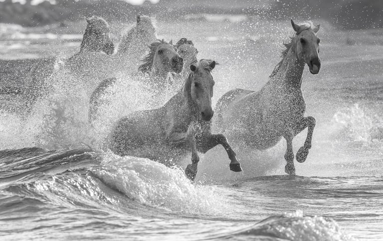 Black and white photo of a herd of wild Camargue horses running through ocean waves and sea spray.