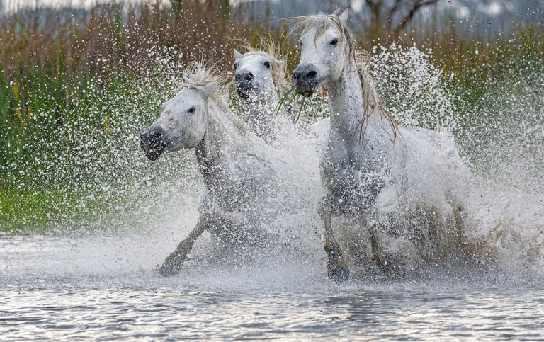 three horses running through the water in a swamp