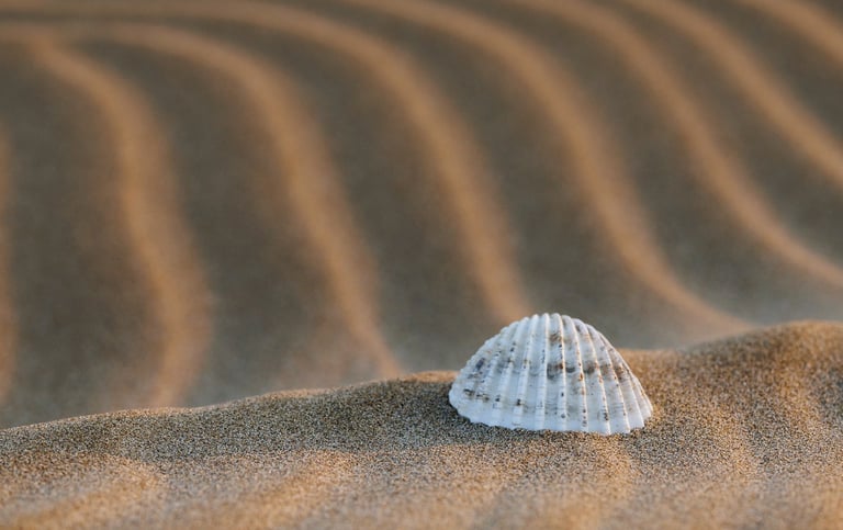 A single white seashell rests on rippled beach sand dunes during sunset.