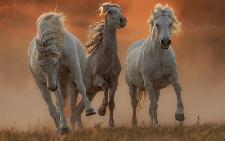 three horses running in the dusty field with the sun setting
