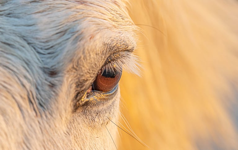 Close-up of a white horse's eye with golden eyelashes illuminated by sunset light.
