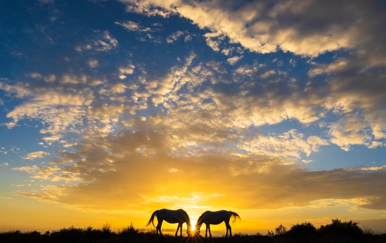 Two silhouetted wild horses stand against a dramatic golden sunset with vibrant blue and cloudy skies, showcasing a