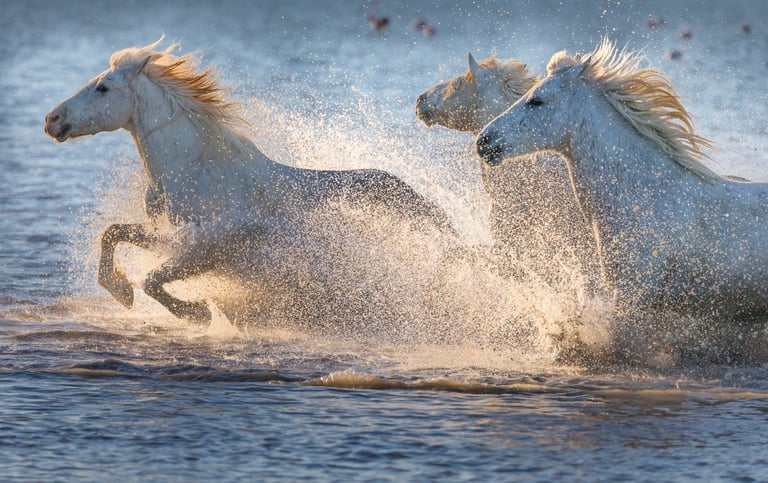 a group of horses running in the water with splash of water