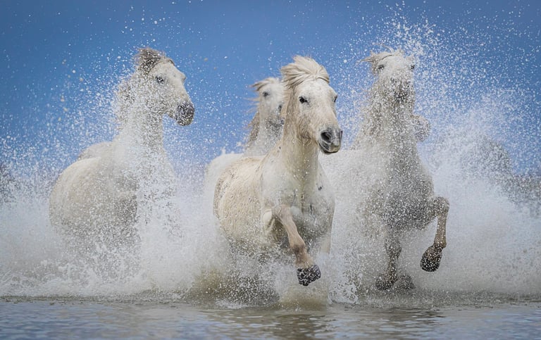 Wild white Camargue horses galloping through water with dramatic ocean spray and a blue sky background.