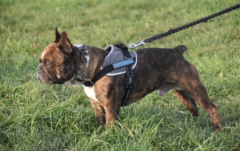 Chien tire en laisse