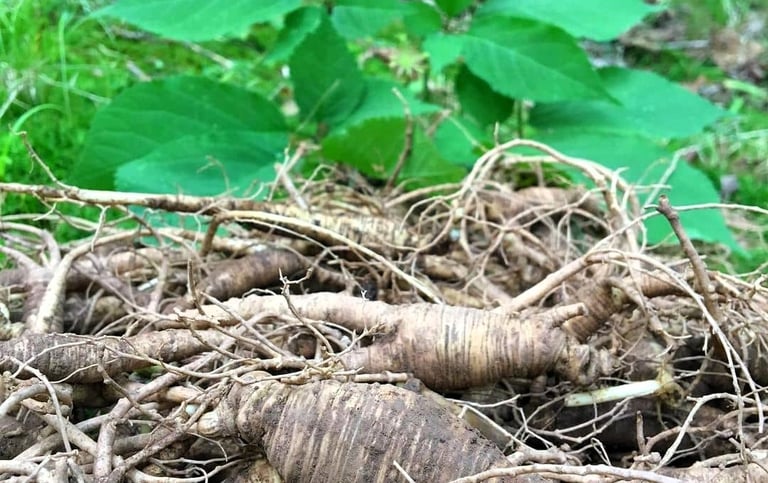 ginseng roots