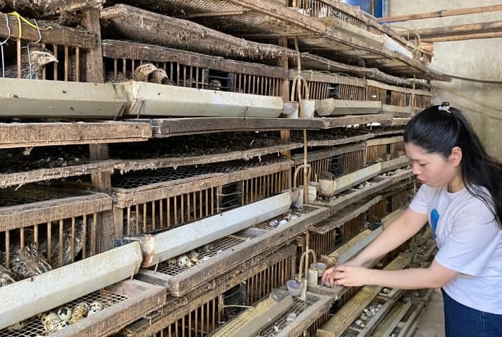 trứng chim cút bóc sẵn Đông Anh, Hà Nội, chim cút thịt, chim câu thịt giá sỉ