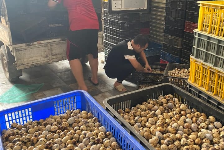 trứng chim cút bóc sẵn Đông Anh, Hà Nội, chim cút thịt, chim câu thịt giá sỉ