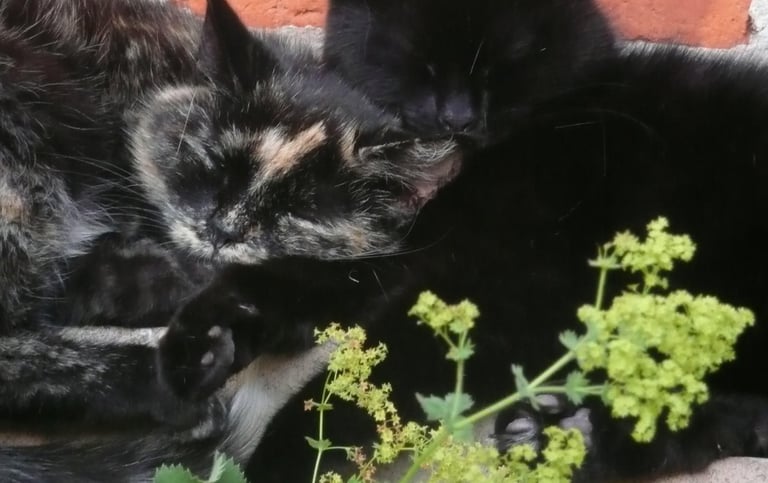 two cats are laying on a brick wall