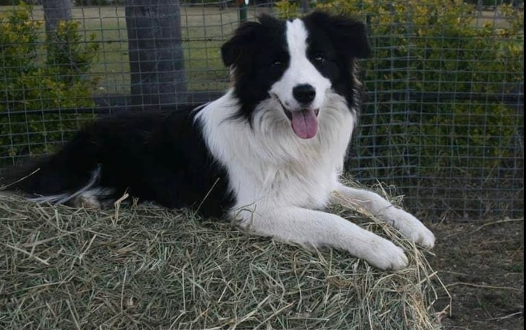 Black and White classic looking Border Collie 