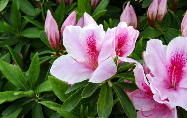 pink-red blooms blooming on a small Azalea bush