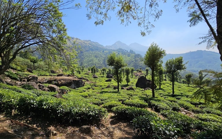les plantations de Thé de Munnar