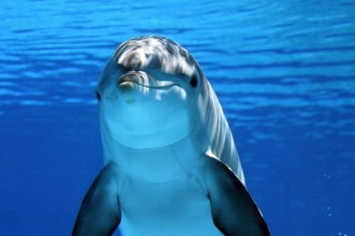 dolphins-on-ami