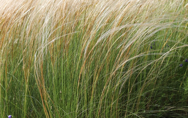 stipa tenuissima naturaliame sode