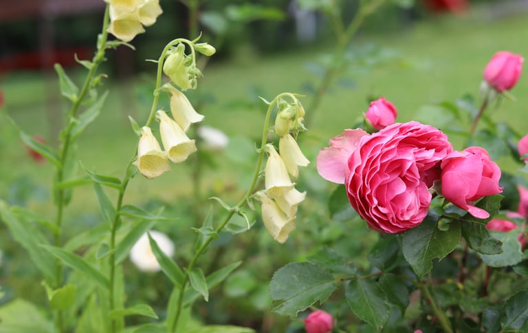 rusmene su roze