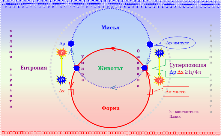 импулс-място-суперпозиция фотони пренасящи информация в проява на Живота