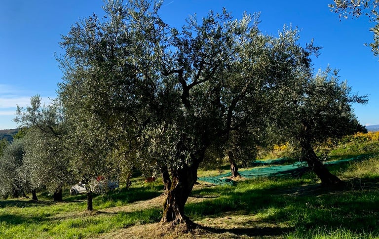 ulivi raccolta olive 