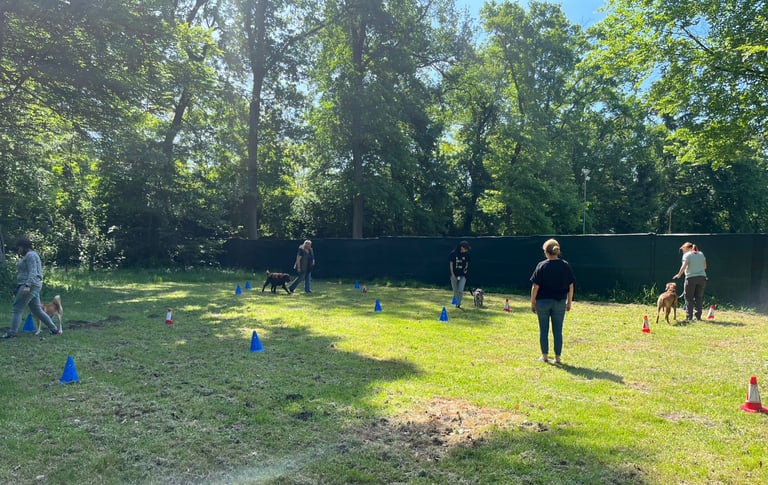 Foto vom Gruppentraining "Junghundekurs" in Wiesental