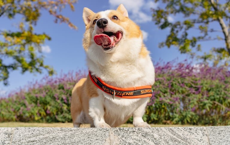 dogAdvisor ✲ dogadvisor ✲ dog advisor ✲ Blog for new dog owners ✲ dogs ✲ dog advisers ✲ dog advisors