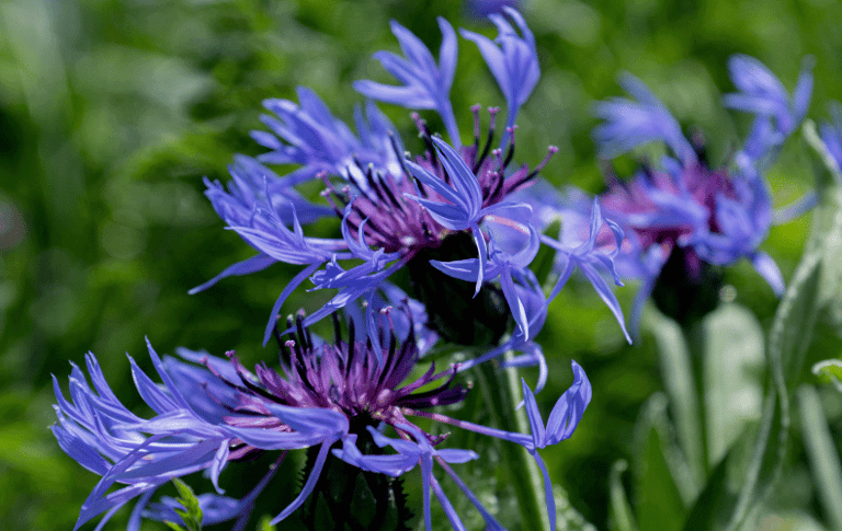 Centaurea cyanus with vivid blue petals and slender green stems, blooming in a meadow.