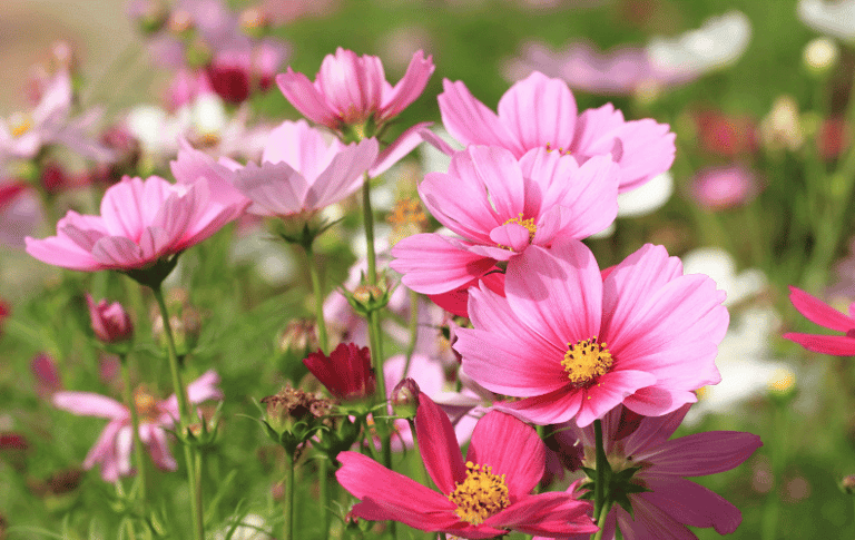 Cosmos bipinnatus with vibrant daisy-like flowers in shades of pink, white, and magenta.