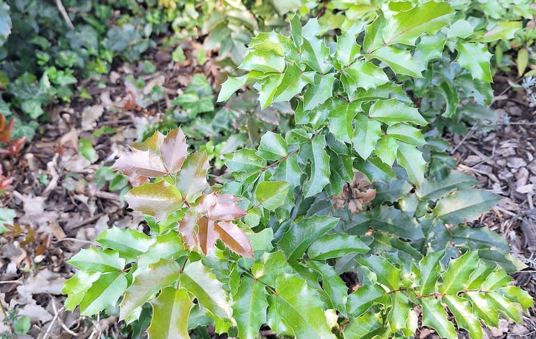 a small Holly plant thriving in full sun