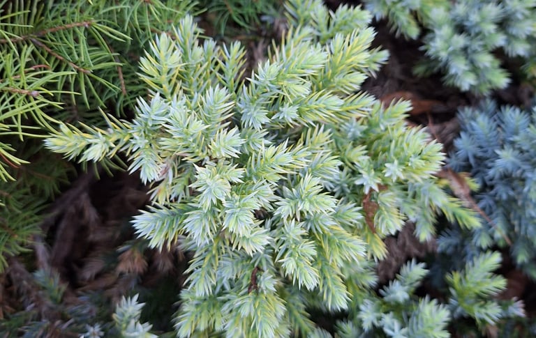 one cypress shrub with a blue-white colored foliage