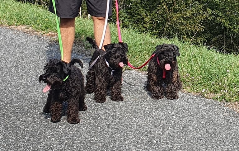 Superbes Schnauzers nains noirs