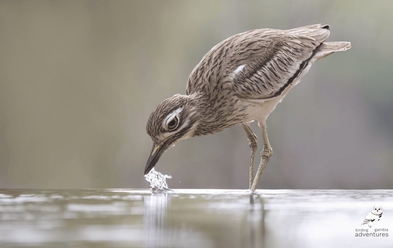 Senegal Thick-knee drinking, Mandinari River Lodge.
