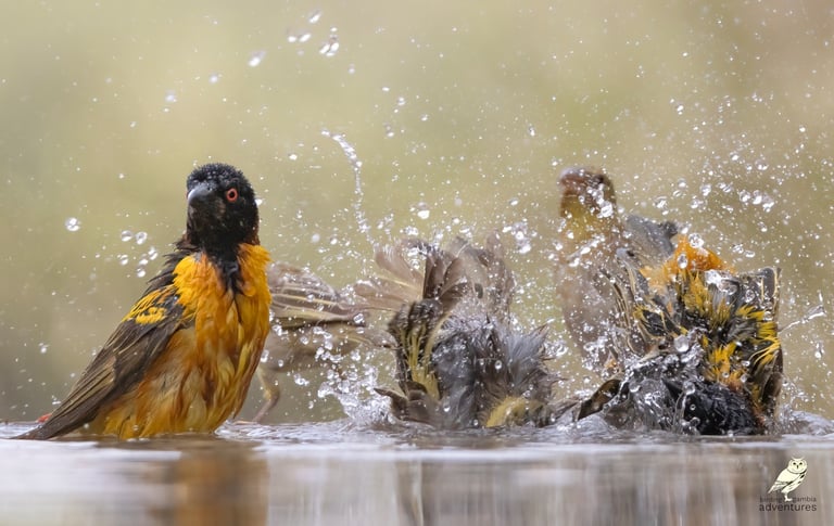 Wevervogels badend en spetterend in water, vastgelegd tijdens vogelfotografie in Gambia