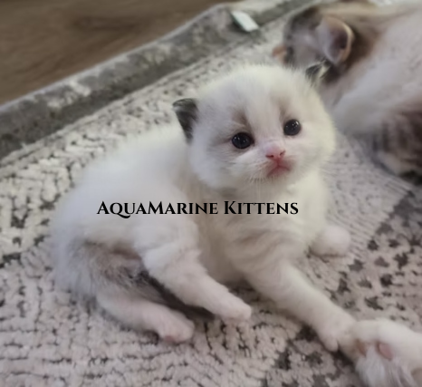 Seal Bicolor Kitten