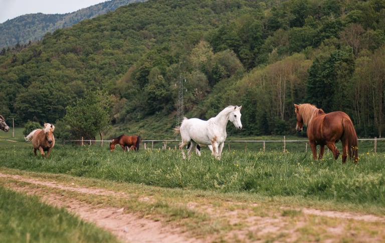 Surveillance et garde de chevaux dans leur environnement
