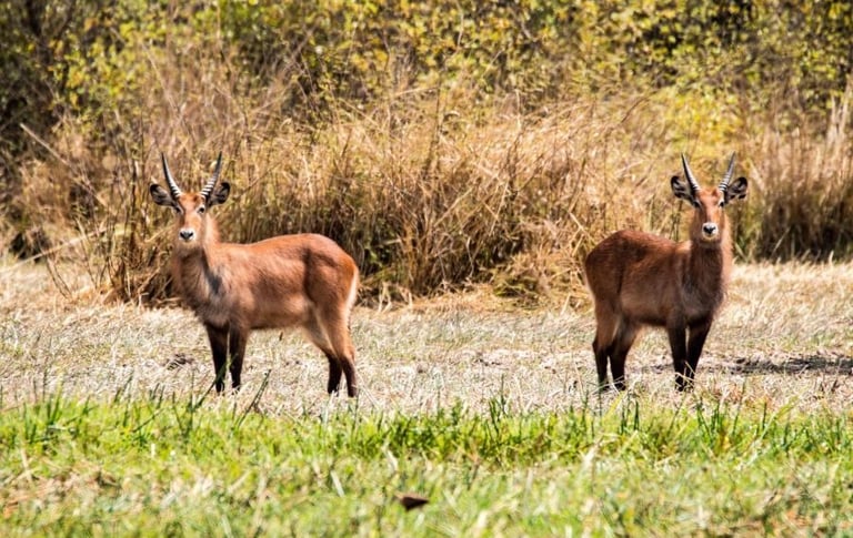 Wildlife in Niokolo-Koba Nationaal Park