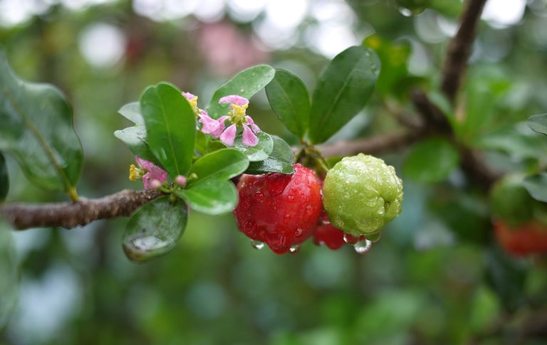 acerola