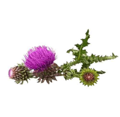 milk thistle