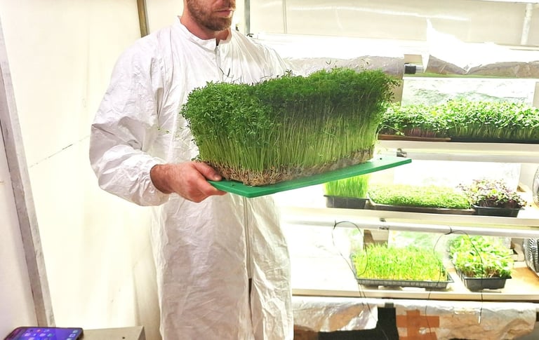 A worker in a white hazmat suit holding a large tray of fresh green microgreens in an indoor farm.