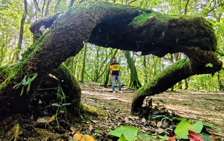 Framed by a moss-laden tree - Mawphlang Sacred Grove, Meghalaya's green mystery.