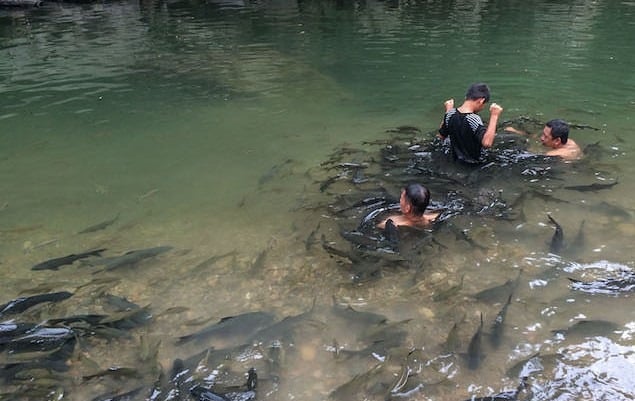 River fish spa at Tagal Kampung Luanti